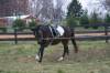 b-we can extend at the canter too.JPG